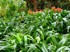 -墨尔本皇家植物园