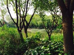 -新江湾城公园