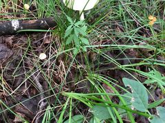 -乌兰布统景区-白桦林