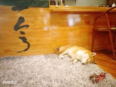 -柴务处·柴犬主题狗咖