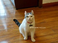 大堂-喵园·猫主题咖啡厅·撸猫·猫咖(国贸店)