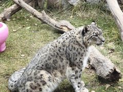 -青藏高原野生动物园