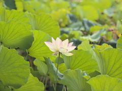 -木塔寺遗址生态公园