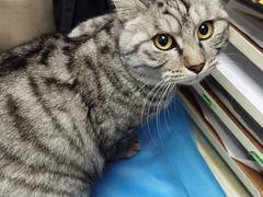 -纳吉亚猫专科动物诊疗中心(蒋宅口分院)