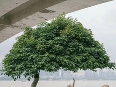-武昌江滩