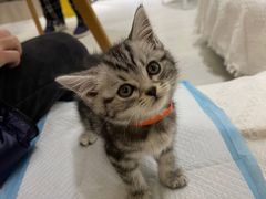 -喵zoo家庭繁育猫舍(尖东智能花园店)