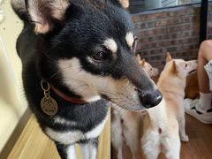 -柴犬高等学院·狗咖·柴犬售卖·宠物训练