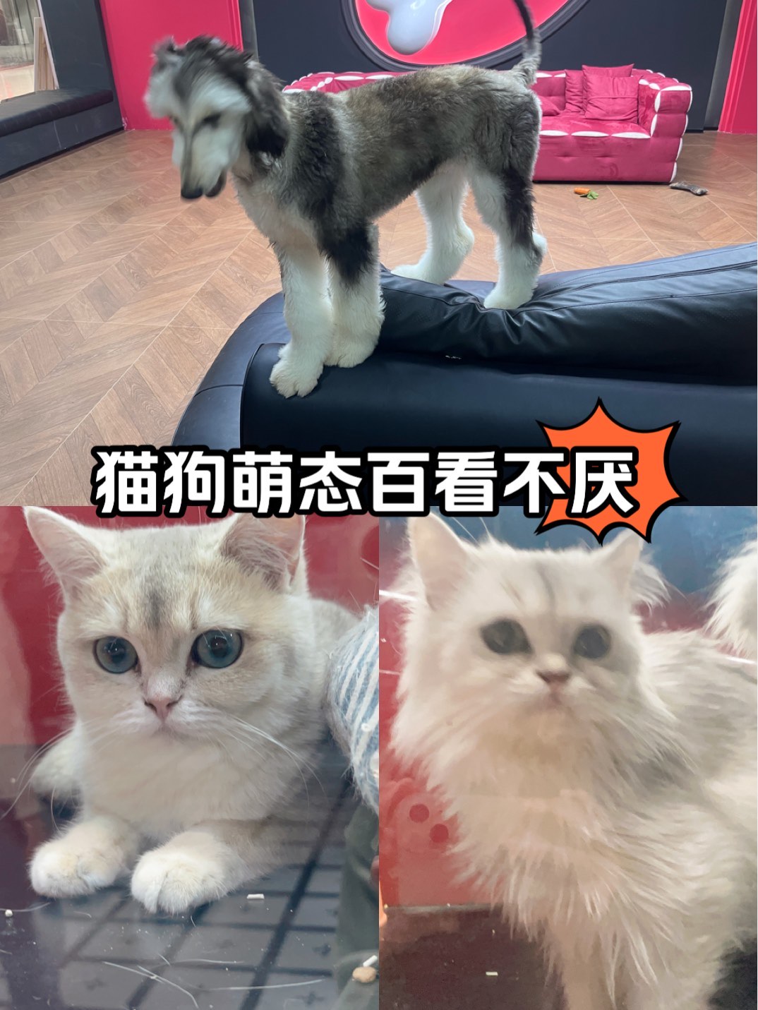 过颈白的猫图片图片