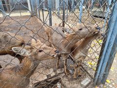 -长白岛森林公园