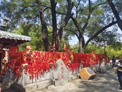 -大槐树寻根祭祖园