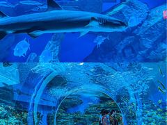 -海合安成都极地海洋公园