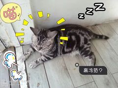 -海边的猫和咖啡馆