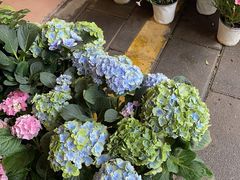 -溪岸路花鸟市场