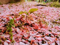 -苏州河梦清园环保主题公园