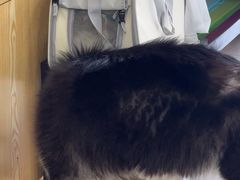 -中农大我爱我爱动物医院·核磁CT·猫病·24小时夜诊中心(石佛营店)