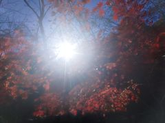 -大连天门山国家森林公园