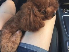 -多卡布奇宠物生活馆(上林世家店)