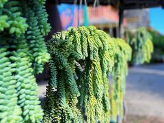 -西双版纳傣族园