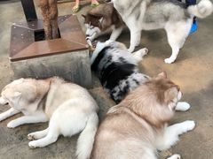 -TrueLove @ Neverland (Husky Cafe)