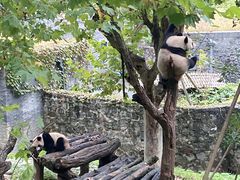 -都江堰中华大熊猫苑