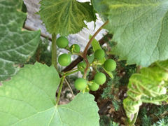 iphone_upload_pic-爱新觉罗皇家博物院