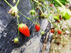 -胜丰草莓采摘园