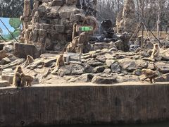 -合肥野生动物园