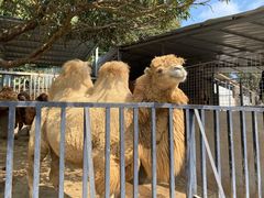 -泉州海丝野生动物世界