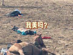 -希拉穆仁草原