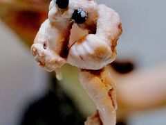 -华哥新鲜猪精品美食