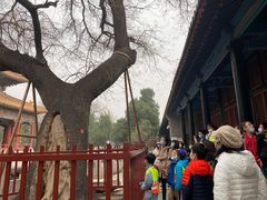 -北京国子监胡同