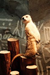 -Zoolung Zoolung动物主题公园(海信广场店)