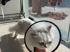 -佳雯宠物医院·皮肤科·内外科(春晓路分院)