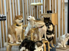 -柴迷FANS CLUB·柴犬狗咖·猫咖
