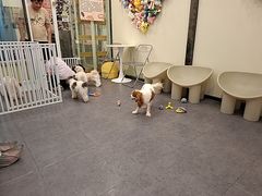 -有喵·猫咖·狗咖·30几只猫10只小狗(岗厦店)