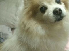 -Oh My Dog宠物沙龙(伊珊娜皮毛护理店)