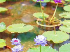 -池杉湖湿地公园