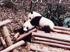 -成都大熊猫繁育研究基地