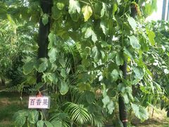 -北戴河集发农业梦想王国