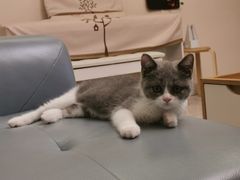 -lincat·猫舍(广州店)