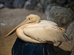 -海合安武汉极地海洋公园
