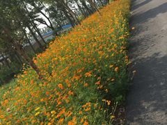 -上海长兴岛郊野公园