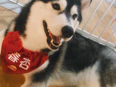 -Husky Go! 哈士奇体验馆·宠物咖啡厅狗咖