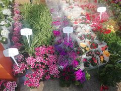 -重庆市江北嘴中央商务区中央公园