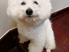 -多卡布奇宠物生活馆(上林世家店)