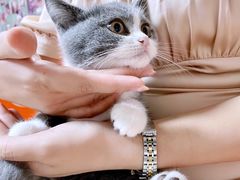 -lincat·猫舍(广州店)