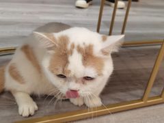 -BABIT巴比特宠物(MOMOPARK店)