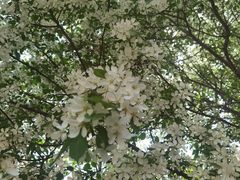 -长白岛森林公园