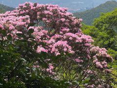 -梧桐山风景名胜区