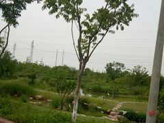 -上海长兴岛郊野公园